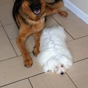 Bichon havanais Ice Crystall