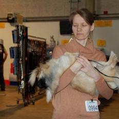 Tibetansk spaniel Nitan - Chulo's Sang-Po