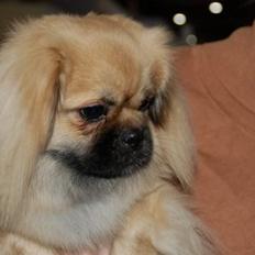 Tibetansk spaniel Nitan - Chulo's Sang-Po