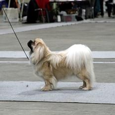 Tibetansk spaniel Nitan - Chulo's Sang-Po