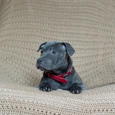 Staffordshire bull terrier Mumu