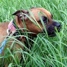 Staffordshire bull terrier Nela Tykpigen* Engelhund :'(