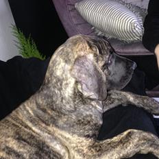 Grand danois Compareo`s Opie