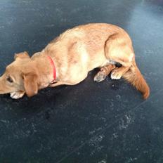 Blanding af racer Billy