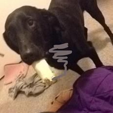 Labrador retriever Carlos