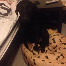 Labrador retriever Carlos