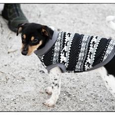 Dansk svensk gaardhund Balou