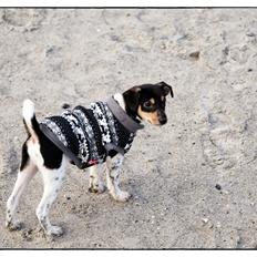Dansk svensk gaardhund Balou