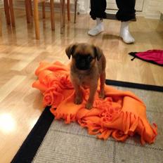 Griffon petit brabancon ONIKA