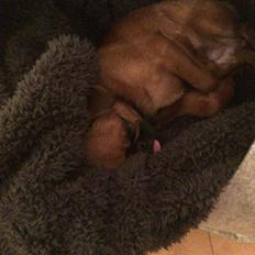 Griffon petit brabancon ONIKA