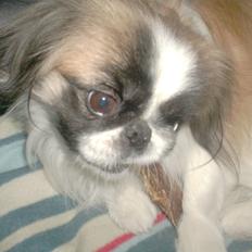 Pekingeser Paw