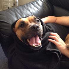 Staffordshire bull terrier Nela Tykpigen* Engelhund :'(