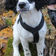 Field Trial spaniel Krümmels Sakko