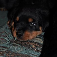 Rottweiler Schutzholmen`s Noble In aka "Noah"