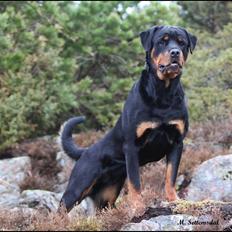 Rottweiler Schutzholmen`s Noble In aka "Noah"