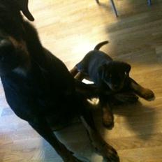 Rottweiler Schutzholmen`s Noble In aka "Noah"