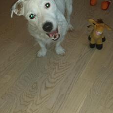 Jack russell terrier Charlie