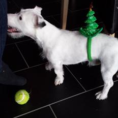 Jack russell terrier Charlie