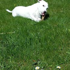 Jack russell terrier Charlie