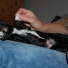 Blanding af racer Vix