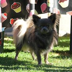Chihuahua Valentino Del Modisto - Koda