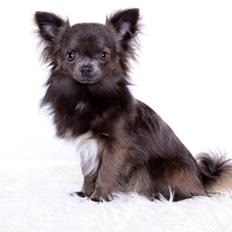 Chihuahua Valentino Del Modisto - Koda