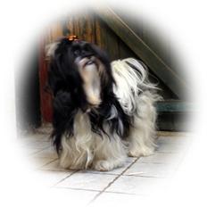 Lhasa apso Nitte ( FUFU )