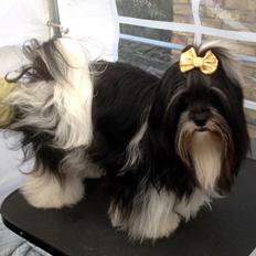 Lhasa apso Nitte ( FUFU )