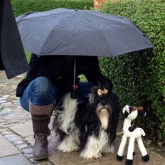 Lhasa apso Nitte ( FUFU )