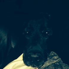 Labrador retriever Bamse * RIP *