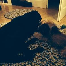 Labrador retriever Bamse * RIP *