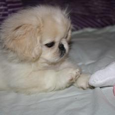 Pekingeser Disney
