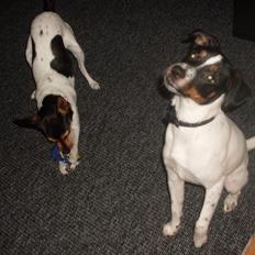 Dansk svensk gaardhund Tony