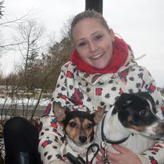 Dansk svensk gaardhund Tony