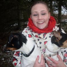 Dansk svensk gaardhund Tony