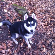 Siberian husky Zeus