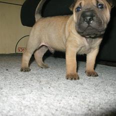 Shar pei Royal