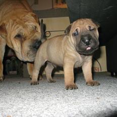 Shar pei Royal