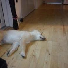 Blanding af racer bella