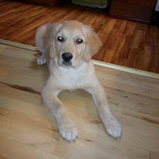 Blanding af racer bella