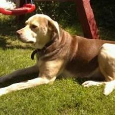 Blanding af racer trunte