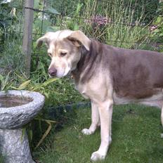 Blanding af racer trunte