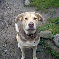 Blanding af racer trunte