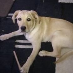 Blanding af racer cosmo