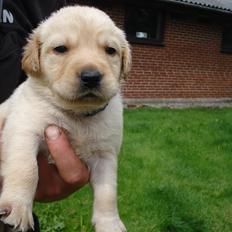 Blanding af racer cosmo