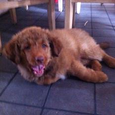 Nova scotia duck tolling retriever Sif