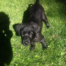 Labrador retriever Ester