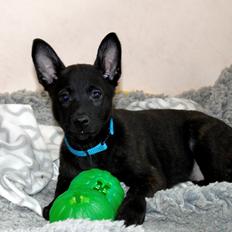 Hollandsk hyrdehund Havrevingen´s Morten (RIP)