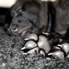 Hollandsk hyrdehund Havrevingen´s Morten (RIP)