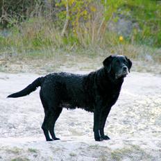 Labrador retriever Blackie